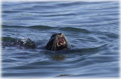 sea lion from the ANON