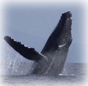 whale research