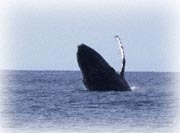 humpback breach