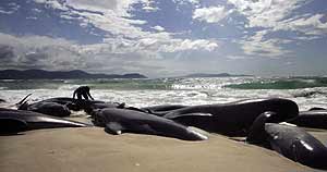 dead whales carolina