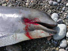 Navy sonar dead porpoise