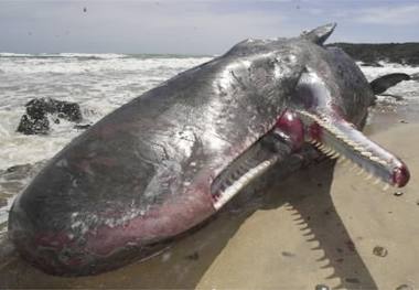 sonar dead whale