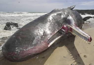 deadWhale