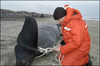 navy sonar beached dead whale