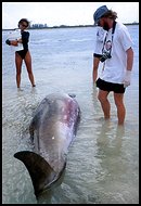 dead whales abacos