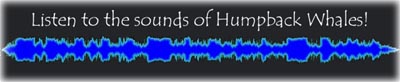 humpback research songs