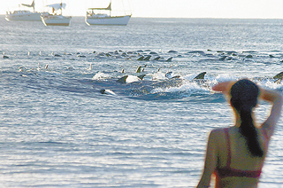 navy sonar harass dolphin