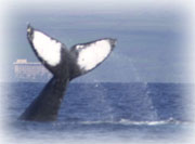 whale research identification