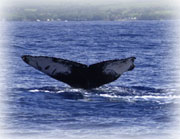 whale research identification