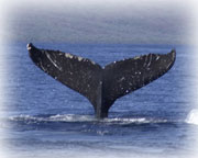 whale research identification