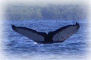 whale research