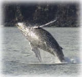 whale research expeditions