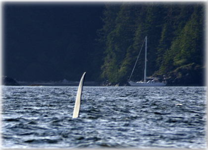 Transients visit the ANON