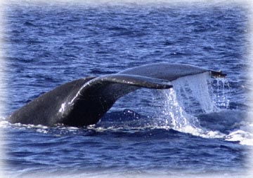 humpback whale tail