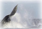 whale tail slap